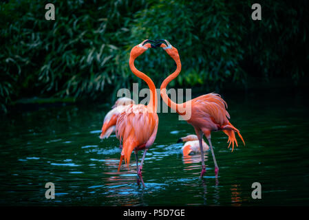 Due dei Caraibi fenicotteri nella lotta Foto Stock