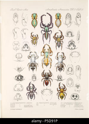 N/A. Inglese: Zoological illustrazioni di ragni realizzato da Federico O. Picard-Cambridge per la Biologia Centrali-Americana, una enciclopedia della storia naturale del Messico e America centrale . tra 1897 e 1905. Frederick Ottavio Pickard-Cambridge 116 Arachnida Araneidea Vol 2 Tabella 26 Foto Stock