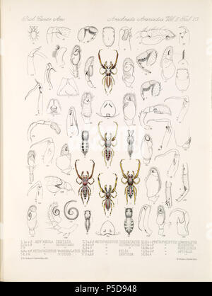 N/A. Inglese: Zoological illustrazioni di ragni realizzato da Federico O. Picard-Cambridge per la Biologia Centrali-Americana, una enciclopedia della storia naturale del Messico e America centrale . tra 1897 e 1905. Frederick Ottavio Pickard-Cambridge 116 Arachnida Araneidea Vol 2 Tabella 23 Foto Stock