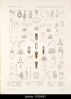 N/A. Inglese: Zoological illustrazioni di ragni realizzato da Federico O. Picard-Cambridge per la Biologia Centrali-Americana, una enciclopedia della storia naturale del Messico e America centrale . tra 1897 e 1905. Frederick Ottavio Pickard-Cambridge 116 Arachnida Araneidea Vol 2 Tabella 15 Foto Stock