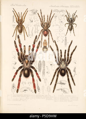 N/A. Inglese: Zoological illustrazioni di ragni realizzato da Federico O. Picard-Cambridge per la Biologia Centrali-Americana, una enciclopedia della storia naturale del Messico e America centrale . tra 1897 e 1905. Frederick Ottavio Pickard-Cambridge 116 Arachnida Araneidea Vol 2 nella tabella 2 Foto Stock