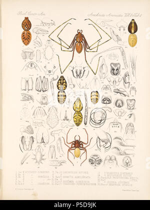 N/A. Inglese: Zoological illustrazioni di ragni realizzato da Federico O. Picard-Cambridge per la Biologia Centrali-Americana, una enciclopedia della storia naturale del Messico e America centrale . tra 1897 e 1905. Frederick Ottavio Pickard-Cambridge 116 Arachnida Araneidea Vol 2 Tabella 4 Foto Stock