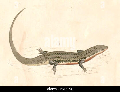 N/A. Inglese: "Tiliqua rubriventris " = Eutropis carinata (Keeled Mabuya indiano) Français: "Tiliqua rubriventris " = Eutropis carinata . tra 1833 e 1834. Thomas Hardwicke (1755-1835) nomi alternativi Hardw. Descrizione soldato inglese e naturalista Data di nascita e morte 1755 3 maggio 1835 Luogo di nascita e morte London Borough di Lambeth competente controllo : Q2543258 VIAF:308180676 LCCN:nb2013018703 botanico:Hardw. SUDOC:183009134 WorldCat 536 Eutropis carinata Hardwicke Foto Stock