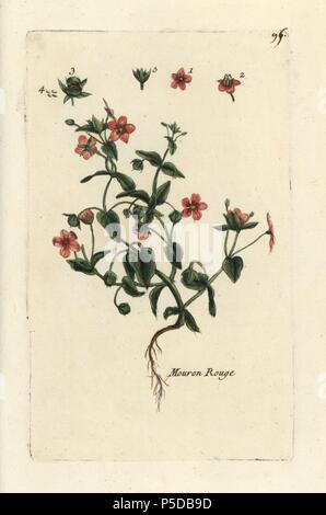 Scarlet pimpernel, Anagallis arvense. Botanico Handcolored disegnato e inciso da Pierre Bulliard dalla propria " Flora Parisiensis", 1776, Parigi, P.F. Didot. Pierre Bulliard (1752-1793) fu un famoso botanico francese che hanno sperimentato la tre-colore-piastra tecnica di stampa. La sua introduzione ai fiori di Parigi comprendeva 640 piante. Foto Stock