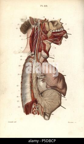 Glossopharyngeal nerve. Acciaio Handcolored incisione di Davesne di un disegno da Leveille dal dottor Giuseppe Nicolas Masse 'Petit Atlas complet d'Anatomie descrittivo du corps Humain", Parigi, 1864, pubblicato da Mequignon-Marvis. Masse di 'pocket anatomia del corpo umano " è stato pubblicato per la prima volta nel 1848 ed è passata attraverso molte edizioni. Foto Stock