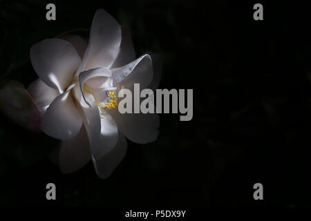 Camelia japonica fiore in sun Foto Stock