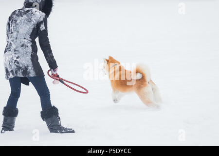 Cane Akita in esecuzione con il suo proprietario sulla neve. Foto Stock