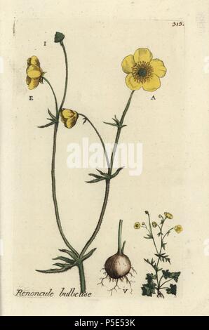 La basilica di Sant'Antonio rapa o ranuncolo bulboso, Ranunculus bulbosa. Botanico Handcolored disegnato e inciso da Pierre Bulliard dalla propria " Flora Parisiensis", 1776, Parigi, P. F. Didot. Pierre Bulliard (1752-1793) fu un famoso botanico francese che hanno sperimentato la tre-colore-piastra tecnica di stampa. La sua introduzione ai fiori di Parigi comprendeva 640 piante. Foto Stock