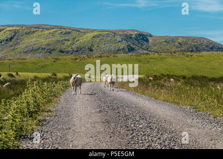 North Pennines AONB paesaggio, un gruppo di pecore a piedi verso la telecamera con cicatrice Cronkley sullo sfondo Foto Stock
