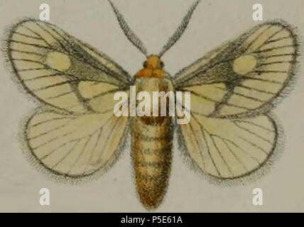 N/A. Latina: Cosuma polana Druce, 1887 . 1887. Herbert Druce (1846-1913) nella piastra:LV (piastra 55) Procedimento della Società Zoologica di Londra, 1887 - Il Sig. H Druce sulle nuove specie di Lepidotteri dall Africa Tropicale 11 08-Cosuma polana Druce, 1887 Foto Stock