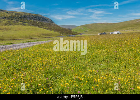 North Pennines AONB paesaggio, prati da sfalcio e Widdybank fattoria dalla Pennine Way in estate Foto Stock