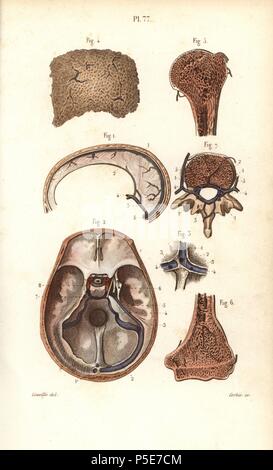 Seni o cavità nel cranio, Omero e vertebre. Acciaio Handcolored incisione di Corbie di un disegno da Leveille dal dottor Giuseppe Nicolas Masse 'Petit Atlas complet d'Anatomie descrittivo du corps Humain", Parigi, 1864, pubblicato da Mequignon-Marvis. Masse di 'pocket anatomia del corpo umano " è stato pubblicato per la prima volta nel 1848 ed è passata attraverso molte edizioni. Foto Stock