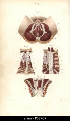 I muscoli dei genitali femminili, sterno e collo. Acciaio Handcolored incisione di Davesne di un disegno da Leveille dal dottor Giuseppe Nicolas Masse 'Petit Atlas complet d'Anatomie descrittivo du corps Humain", Parigi, 1864, pubblicato da Mequignon-Marvis. Masse di 'pocket anatomia del corpo umano " è stato pubblicato per la prima volta nel 1848 ed è passata attraverso molte edizioni. Foto Stock