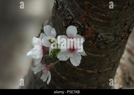 Wild Cherry Blossom spuntano dal tronco di albero Foto Stock