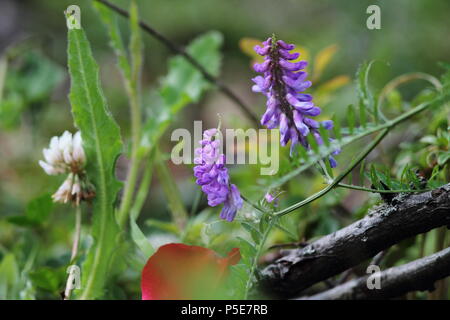 Lanosi blossom e trifoglio fiorisce in primavera il giardino. Foto Stock