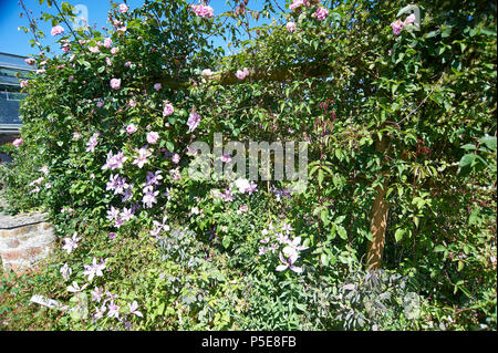 La clematide Montana e vecchio stile Rose crescente contro il muretto di un giardino in piena luce solare durante la stagione estiva nel Regno Unito. Foto Stock