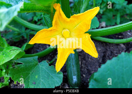 Zucchine Zucchine o fiore in fiore cresce in estate un paese orto in Carmarthenshire rurale Dyfed Regno Unito Galles KATHY DEWITT Foto Stock