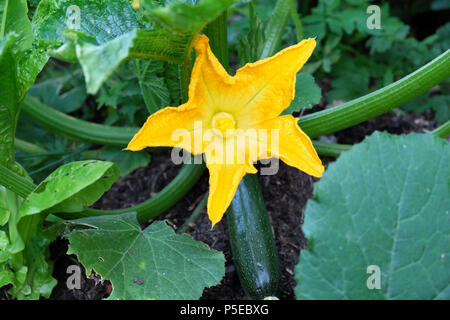 Zucchine o zucchine zucchine pianta fiore coltivazione in giardino di campagna in giugno estate rurale Carmarthenshire Dyfed Galles UK KATHY DEWITT Foto Stock