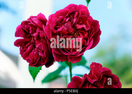 Primo piano di una Rosa cremisi 'William Shakespeare 2000' blooming in crescita in un paese giardino nel giugno Carmarthenshire Dyfed Regno Unito Galles KATHY DEWITT Foto Stock