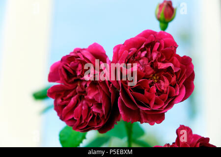 Vista dettagliata del crimson rose & bud 'William Shakespeare 2000' in piena fioritura in crescita in un paese giardino in Carmarthenshire Dyfed Regno Unito Galles KATHY DEWITT Foto Stock