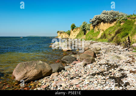 Mar baltico in primavera, massi sulla riva, arbusti fioriti, ripida costa del Reddevitzer Höft, Mönchgut peninsula, Foto Stock