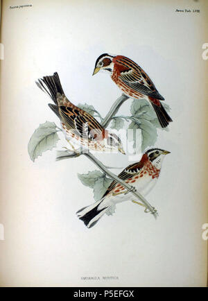 N/A. Inglese: una illustrazione di rustico Buntings dalla fauna Japonica. 1842. Philipp Franz von Siebold (1796-1866) nomi alternativi Siebold; Philipp Franz von Balthasar Siebold Descrizione medico tedesco, naturalista e artista Data di nascita e morte 17 Febbraio 1796 18 ottobre 1866 Luogo di nascita e morte di Würzburg Würzburg sede di lavoro Leiden competente controllo : Q77140 VIAF:17320528 ISNI:0000 0001 0875 0584 ULAN:500325999 LCCN:N50058839 NLA:35498475 WorldCat 507 Emberiza rustica Fauna Japonica Foto Stock