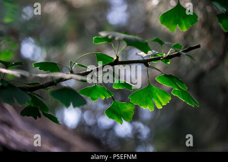 Il ramo di ginkgo biloba con foglie giovani contro la sfocatura sullo sfondo Foto Stock