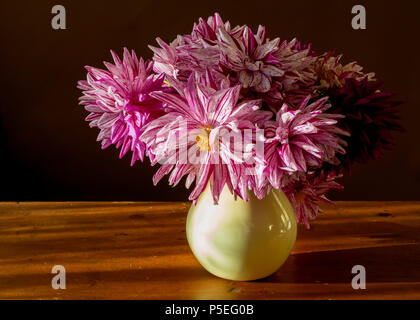 Una disposizione di lussureggiante giardino di dalie in vaso giallo. Foto Stock