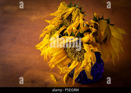 Morendo girasoli nella luce della sera. Foto Stock