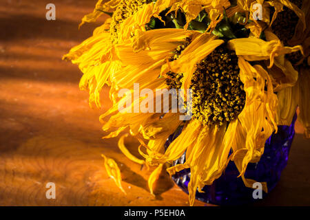 Morendo girasoli nella luce della sera. Foto Stock