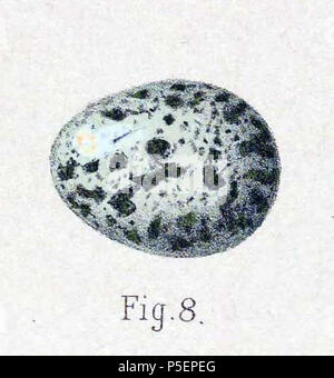 N/A. Inglese: " Acrocephalus turdoides var. orientalis " = Acrocephalus orientalis (orientale reed trillo) - egg Français: " Acrocephalus turdoides var. orientalis " = Acrocephalus orientalis (Rousserolle d'Orient) - oeuf . 1889. Gustav Mützel (1839-1893) Descrizione tedesco pittore animale Data di nascita e morte 7 Dicembre 1839 29 ottobre 1893 Luogo di nascita e morte Berlin Berlino competente controllo : Q454867 VIAF:45073627 ISNI:0000 0000 6318 7096 LCCN:N90007426 NLA:36027179 GND:117179612 WorldCat 57 Acrocephalus orientalis uovo 1889 Foto Stock