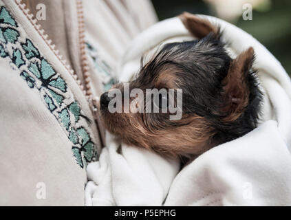 Carino quattro settimane vecchio Yorkshire Terrier cucciolo avvolto in una coperta Foto Stock