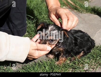 Quattro settimane vecchio Yorkshire Terrier cucciolo Foto Stock