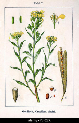N/A. Inglese: Tela-Botanica.org/ThePlantList.org: Erysimum cheiri x (L.) Crantz, syn. Crucifera cheiri (L.) E.H.L.Krause Descrizione Originale Goldlack, Crucifera cheiri . 1796. Johann Georg Sturm (pittore: Jacob Sturm) 524 Erysimum cheiri Sturm06007 Foto Stock