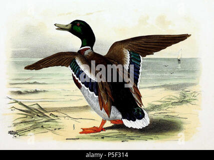 N/A. Inglese: " Anas boschas " = Anas platyrhynchos (germano reale) - maschio Français: " Anas boschas " = Anas platyrhynchos (Canard Colvert) - mâle . 1869. John Gerrard Keulemans (1842-1912) nomi alternativi Johannes Gerardus Keulemans; J. G. Keulemans Descrizione ornitologo olandese e artista Data di nascita e morte 8 Giugno 1842 29 dicembre 1912 Luogo di nascita e morte Rotterdam London Authority control : Q1335286 VIAF:42113661 ISNI:0000 0000 6313 981X ULAN:500041975 LCCN:N98083374 NLA:35268760 WorldCat 97 Anas platyrhynchos 1869 Foto Stock