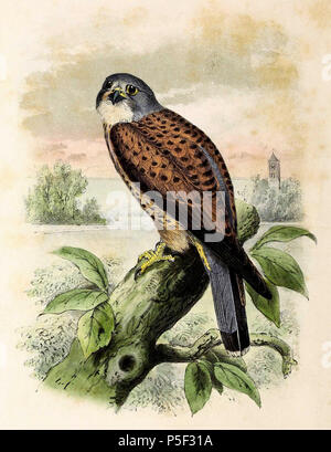 N/A. Inglese: " Falco tinnunculus " = Falco tinnunculus (Comune gheppio) Français: " Falco tinnunculus " = Falco tinnunculus (Faucon crécerelle) . 1873. John Gerrard Keulemans (1842-1912) nomi alternativi Johannes Gerardus Keulemans; J. G. Keulemans Descrizione ornitologo olandese e artista Data di nascita e morte 8 Giugno 1842 29 dicembre 1912 Luogo di nascita e morte Rotterdam London Authority control : Q1335286 VIAF:42113661 ISNI:0000 0000 6313 981X ULAN:500041975 LCCN:N98083374 NLA:35268760 WorldCat 546 Falco tinnunculus 1873 Foto Stock