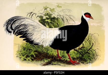 N/A. Inglese: " Crossoptilon auritum " = Crossoptilon auritum (blu eared pheasant) Français: " Crossoptilon auritum " = Crossoptilon auritum (Hokki bleu) . 1873. John Gerrard Keulemans (1842-1912) nomi alternativi Johannes Gerardus Keulemans; J. G. Keulemans Descrizione ornitologo olandese e artista Data di nascita e morte 8 Giugno 1842 29 dicembre 1912 Luogo di nascita e morte Rotterdam London Authority control : Q1335286 VIAF:42113661 ISNI:0000 0000 6313 981X ULAN:500041975 LCCN:N98083374 NLA:35268760 WorldCat 392 Crossoptilon auritum 1873 Foto Stock