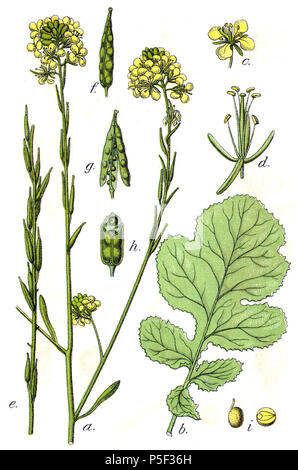 N/A. Brassica nigra (L.) K.Koch syn. Crucifera sinapis (L.) E.H.L.Krause didascalia originale Schwarzer Senf, Crucifera sinapis . 1796. Johann Georg Sturm (pittore: Jacob Sturm) 229 Brassica nigra Sturm38 Foto Stock