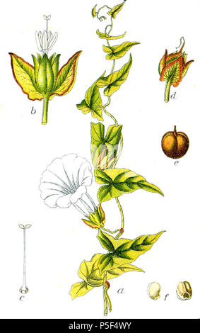 N/A. Calystegia sepium subsp. sepium, syn. Convolvulus sepium L. Descrizione Originale Zaun-Winde, Convolvulus sepium . 1796. Johann Georg Sturm (pittore: Jacob Sturm) 264 Calystegia sepium Sturm1 Foto Stock