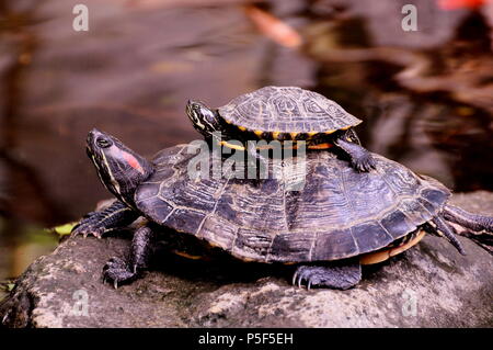 Un bambino red eared slider turtle afferra un piggyback ride su mamme indietro. Foto Stock