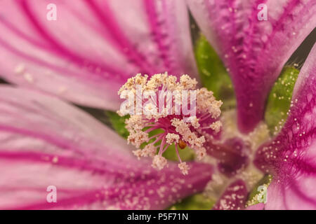 Extreme close up di un fiore coloratissimo stame e lo stigma. Anatomia di fiori macro. Foto Stock