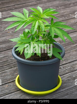 Giovani pianta di cannabis in un vaso di fiori Foto Stock