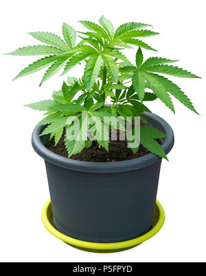 Giovani pianta di cannabis in un vaso da fiori isolati su bianco Foto Stock