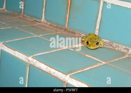 Rana (fuscovarius Scinax) poggia sulla piastrella in corrispondenza del bordo della piscina di notte in Asunción, Paraguay Foto Stock