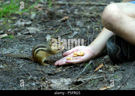 Scoiattolo striado mangiare noccioline di mano Foto Stock