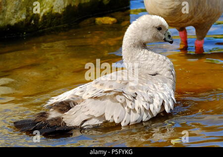 Cape sterile Goose Cereopsis novaehollandiae Foto Stock