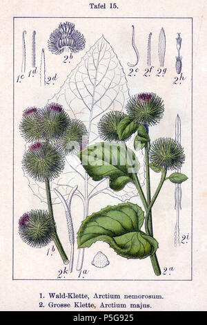 N/A. Inglese: 1. Arctium nemorosum Lej. 2. Arctium lappa L., syn. Arctium majus (Gaertn.) Bernh. Descrizione Originale 1. Wald-Klette, Arctium nemorosum 2. Grosse Klette, Arctium majus . 1796. Johann Georg Sturm (pittore: Jacob Sturm) 121 Arctium spp Sturm15 Foto Stock