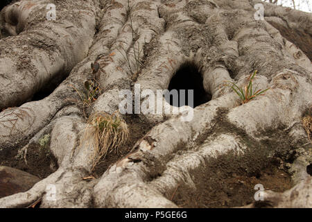 Grande albero radici con ingresso in wild animal's den Foto Stock