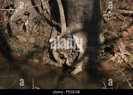 Alberi sul lato di un torrente in Virginia, Stati Uniti Foto Stock