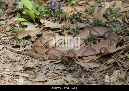 Un copperhead settentrionale. Foto Stock